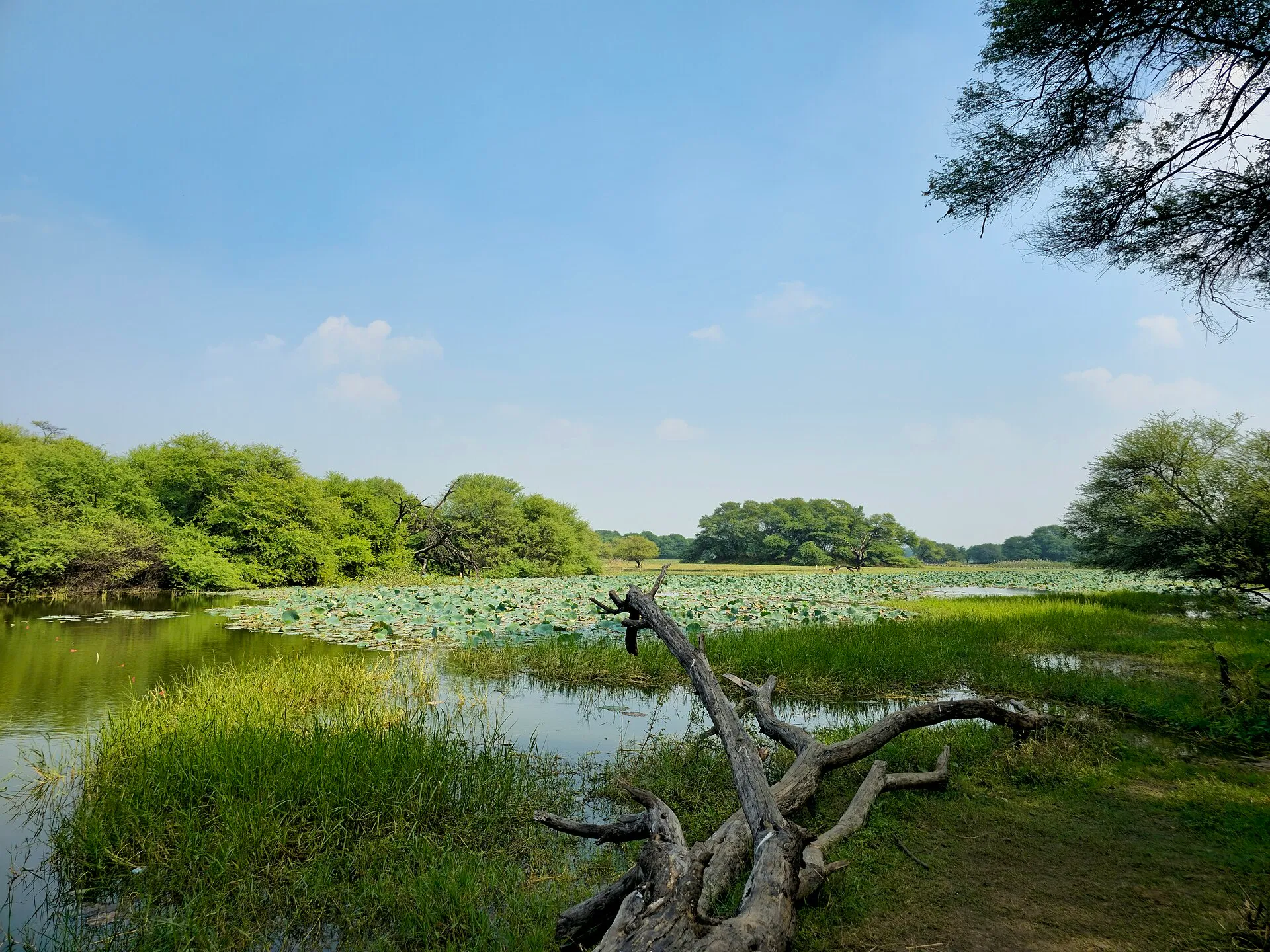 Lotus-covered water and acacia at Thol Lake, a Ramsar-designated wetland in Mehsana district, Gujarat